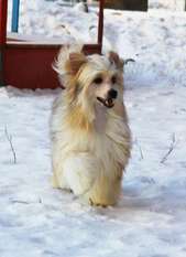 Be My Dog's Yo Yo Action Be My Dog's Yo Yo Action