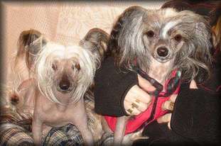 Blue Wing's True Hairless Nicolina Blue Wing's True Hairless Nicolina