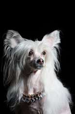 Dogs Of Dark Dancing Queen Dogs Of Dark Dancing Queen