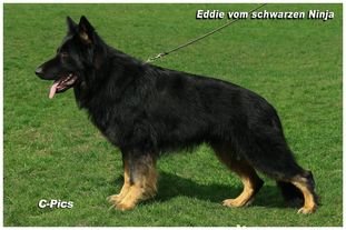Eddy vom schwarzen Ninja Eddy vom schwarzen Ninja