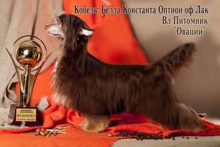 Bella Konstanta Option Of Luck Bella Konstanta Option Of Luck