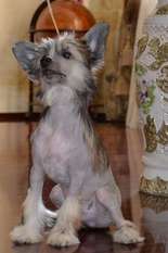 Ins Lucky Star Chester Ins Lucky Star Chester