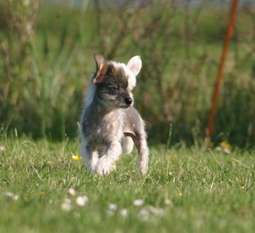Happy Dancing Mamma Mia Happy Dancing Mamma Mia