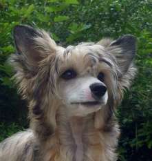 Be My Dog's Lie Detector Be My Dog's Lie Detector