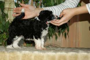 Baghira Beautiful Dogs Baghira Beautiful Dogs