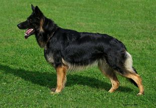 Britt vom Weiner Drachen Britt vom Weiner Drachen