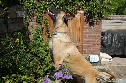 Erin Astra van Goeden Huize Erin Astra van Goeden Huize