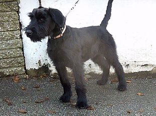 Dutydog's Astrid Dutydog's Astrid