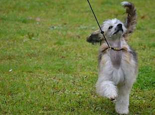Curlycrest's Dogs Of War Curlycrest's Dogs Of War