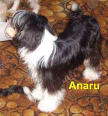 Tereiroa Anaru Tereiroa Anaru