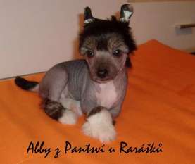 Abby Z Panstvi U Rarasku Abby Z Panstvi U Rarasku
