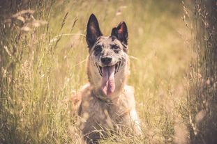 Dolly von der Wolfsdelle Dolly von der Wolfsdelle