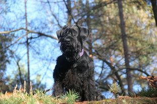 Zahira Zhuri vom Lindelbrunn Zahira Zhuri vom Lindelbrunn