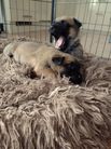 4 Wochen nach Baxx vom roten Drachen und working-dog Hailey