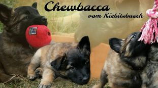 Chewbacca vom Kiebitzbusch Chewbacca vom Kiebitzbusch