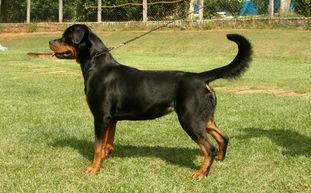 Temis Orlando von Angels Ranch Temis Orlando von Angels Ranch