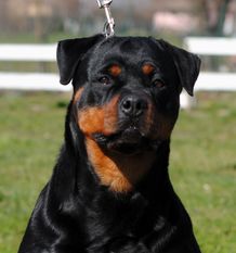Illy von Hause Leroy Illy von Hause Leroy