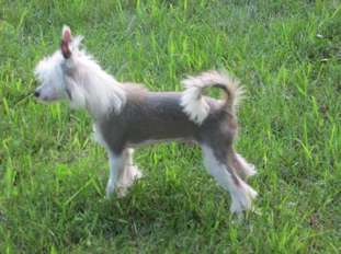 Pixietail He's A Brute Pixietail He's A Brute