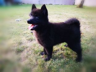 Malinoid Glow Ohoh Gaya Malinoid Glow Ohoh Gaya