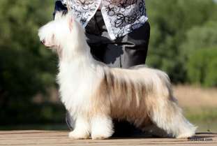 Crested Style Tsunamie Crested Style Tsunamie