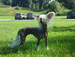 Doggielands Dogs Maja Doggielands Dogs Maja