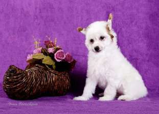 Enigma Vittoria Dell Amore Enigma Vittoria Dell Amore