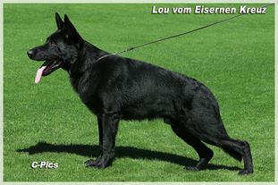 Lou vom Eisernen Kreuz Lou vom Eisernen Kreuz
