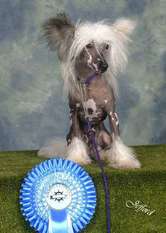 Speckled Lad At Foaldown Speckled Lad At Foaldown