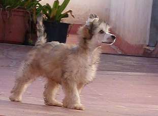 Chj Gibr Elion De Los Jumichatos Chj Gibr Elion De Los Jumichatos