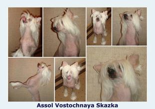 Assol Vostochnaya Skazka Assol Vostochnaya Skazka