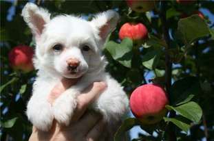 Sky Miracle Arctic Fox Sky Miracle Arctic Fox