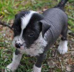 Dogtrix Glada Gilbert Dogtrix Glada Gilbert
