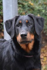 Colorata Canis Mayrau Colorata Canis Mayrau