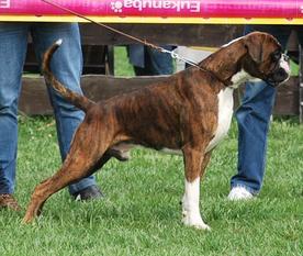 Buddy von Casa Imperiale Buddy von Casa Imperiale
