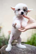 Dogland Happy Shining Star Dogland Happy Shining Star