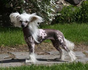 Dogcastle's Body Buff Dogcastle's Body Buff