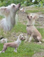 Polar Shane Dancing Love Polar Shane Dancing Love