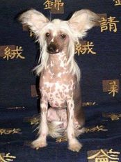 Punsh Royal Flash Punsh Royal Flash