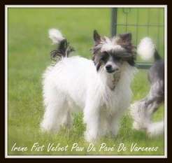 Irène Fist Velvet Paw Du Pavé De Varennes Irène Fist Velvet Paw Du Pavé De Varennes