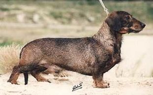 Otto vom Geestmoor Otto vom Geestmoor