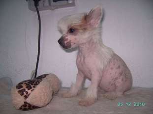 Frendor's Xquisit Frendor's Xquisit