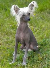 Clarissa Bambi Bohemia Clarissa Bambi Bohemia