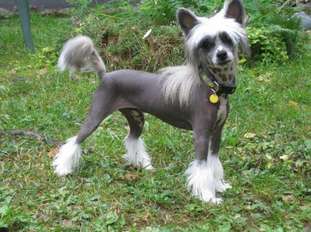 Tirlittan I'm Chip Tirlittan I'm Chip
