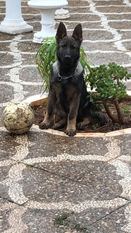 Cume Do Narla Cume Do Narla
