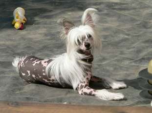 Peanut Of Magical Beings Peanut Of Magical Beings