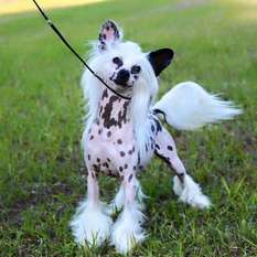 Gch Zhen's That's Who We Are Gch Zhen's That's Who We Are