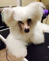 Ch Taja White Mochachino Ch Taja White Mochachino