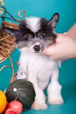 Dogland Happy Anji Club Dogland Happy Anji Club