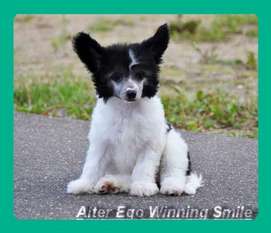Alter Ego Winning Smile Alter Ego Winning Smile