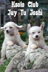 Ksolo Club Juy Tu Joshi Ksolo Club Juy Tu Joshi